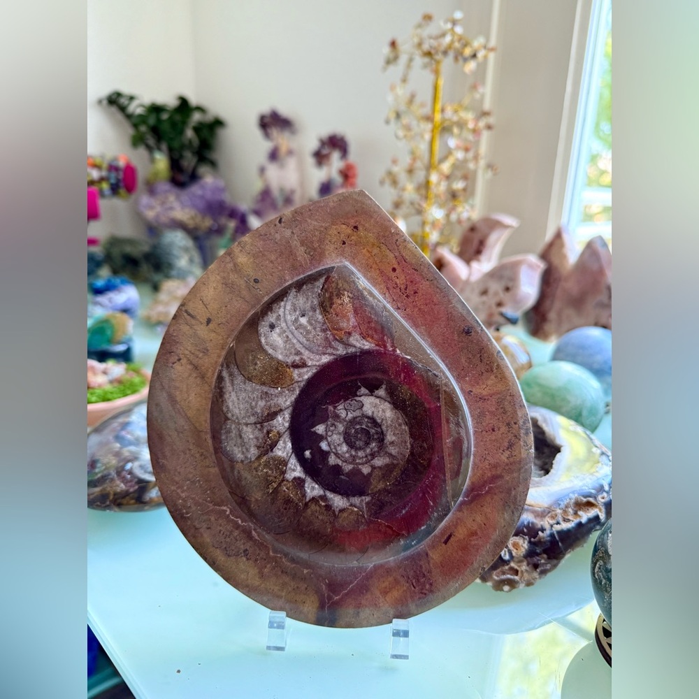 Ammonite Fossil from Morocco - Picture 3 of 6